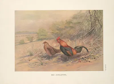 Red Junglefowl (Gallus gallus). by George Edward Lodge, 1918-1922 — digital art print download