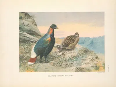 Sclater's Impeyan Pheasant (Lophophorus sclateri). by George Edward Lodge, 1918-1922 — digital art print download