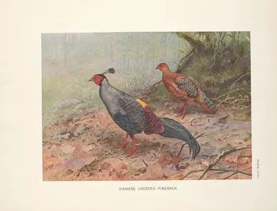 Siamese Crested Fireback (Lophura diardi). by George Edward Lodge, 1918-1922 — digital art print download