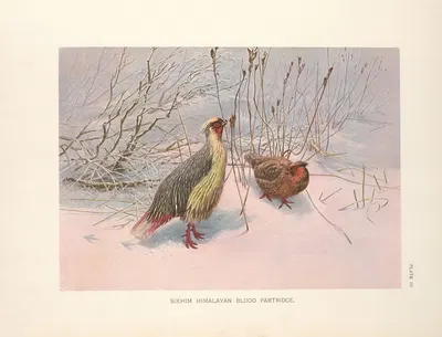 Sikhim Himalayan Blood Partridge (Ithagenes cruentus affinis). by George Edward Lodge, 1918-1922 — digital art print download