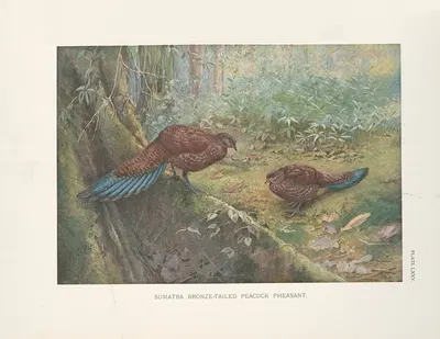 Sumatra Bronze-tailed Peacock Pheasant. by George Edward Lodge, 1918-1922 — digital art print download