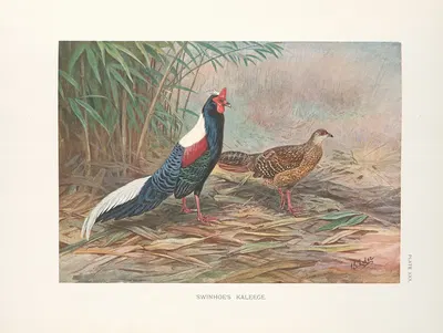 Swinhoe's Kaleege (Gennaeus swinhoii). by George Edward Lodge, 1918-1922 — digital art print download