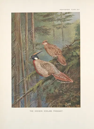 The common Koklass pheasants (Pucrasia macrolopha macrolopha). by George Edward Lodge, 1918-1922 — digital art print download