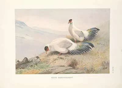 White Eared-Pheasant (Crossoptilon tibetanum). by George Edward Lodge, 1918-1922 — digital art print download