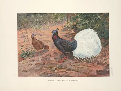 White-tailed Wattled Pheasant. by George Edward Lodge, 1918-1922 — digital art print download