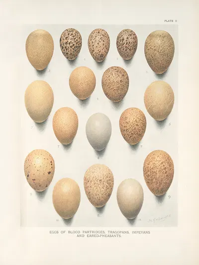 Eggs of Blood Partridges, Tragopans, Impeyans and Eared -Pheasants. by Henrik Gronvold, 1918-1922 — digital art print…