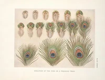 Evolution of the eyes on a Peacocks train. by Henrik Gronvold, 1918-1922 — digital art print download