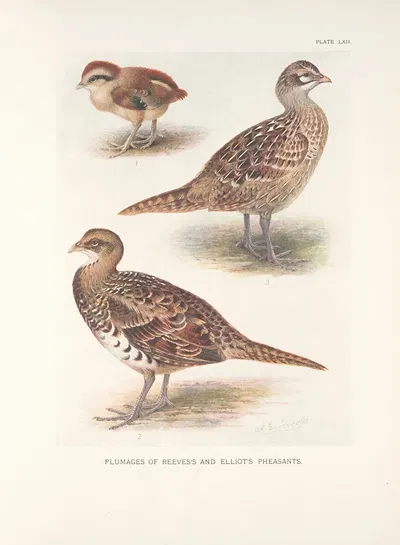 Plumages of Reeves's and Elliot's Pheasants by Henrik Gronvold, 1918-1922 — digital art print download