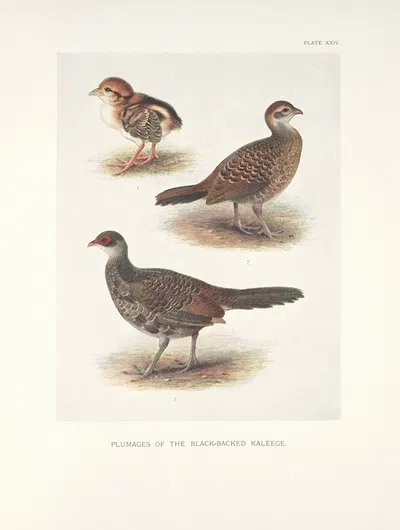 Plumages of the Black-backed Kaleege (Gennaeus melanonotus). by Henrik Gronvold, 1918-1922 — digital art print download