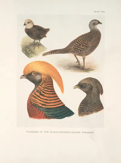 Plumages of the Black-throated Golden Pheasant (Chrysopolus pictus, var. obscurus). by Henrik Gronvold, 1918-1922 — digital…