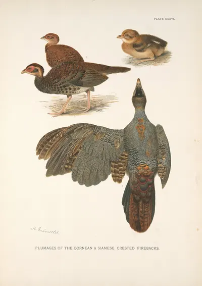 Plumages of the Bornean and Siamese Crested Fireback (Lophura ignita and Lophura diardi). by Henrik Gronvold, 1918-1922 —…