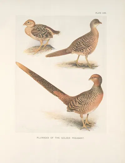 Plumages of the Golden Pheasant (Chrysopolus pictus). by Henrik Gronvold, 1918-1922 — digital art print download