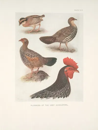 Plumages of the Grey Junglefowl. by Henrik Gronvold, 1918-1922 — digital art print download