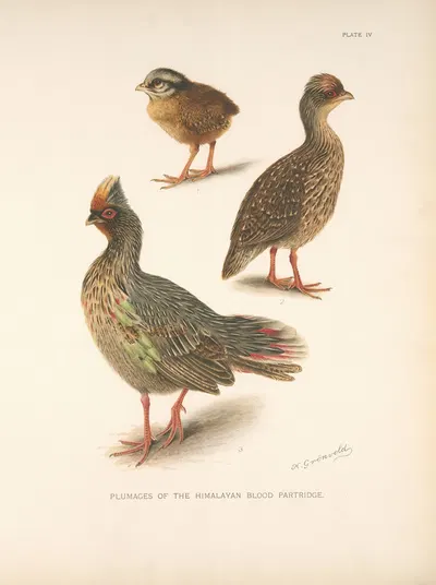 Plumages of the Himalayan Blood Partridge. by Henrik Gronvold, 1918-1922 — digital art print download