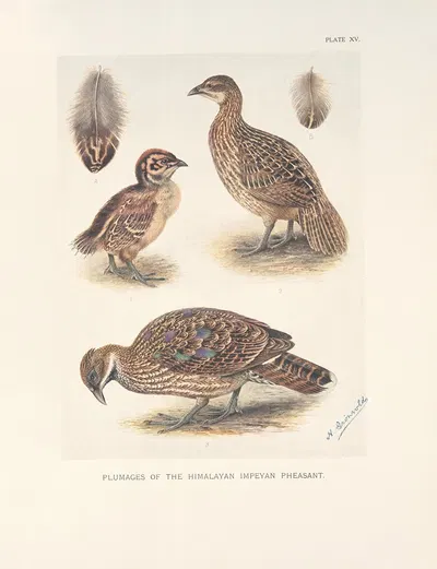 Plumages of the Himalayan Impeyan Pheasant (Lophophorus impeyanus). by Henrik Gronvold, 1918-1922 — digital art print…