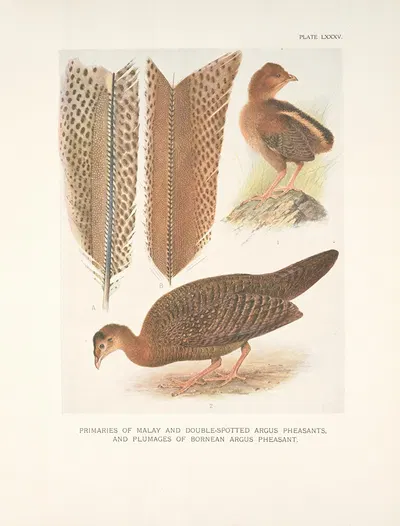 Primaries of Malay and Double-spotted Argus Pheasants and plumages of Bornean Argus Pheasant. by Henrik Gronvold, 1918-1922…