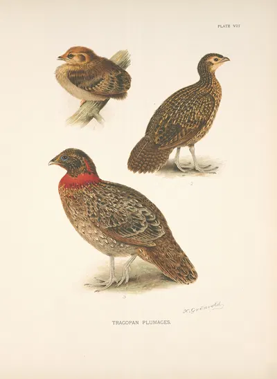 Tragopan plumages (Tragopan satyra). by Henrik Gronvold, 1918-1922 — digital art print download