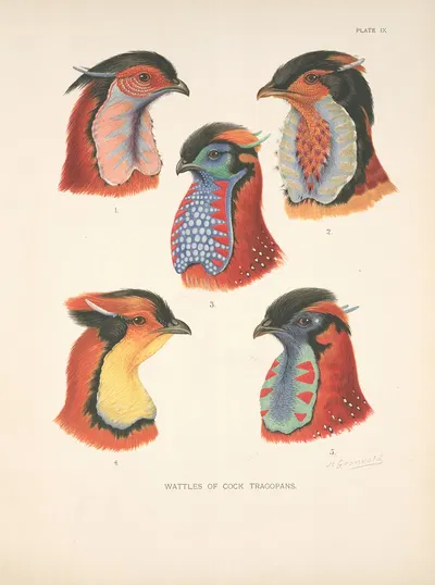 Wattles of Cock Tragopans. by Henrik Gronvold, 1918-1922 — digital art print download