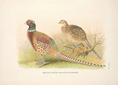 Eastern Chinese Ring-necked Phaesant (Phasianus colchicus torquatus). by Henry Jones, 1918-1922 — digital art print download