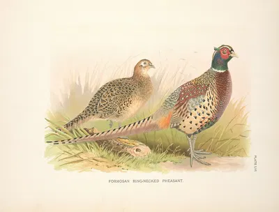 Formosa Ring-necked Pheasant (Phasianus colchicus formasanus). by Henry Jones, 1918-1922 — digital art print download