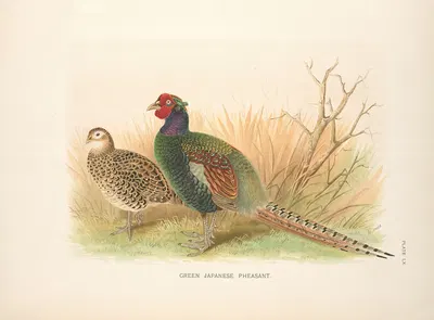 Green Japanese Pheasant (Phasianus versicolor). by Henry Jones, 1918-1922 — digital art print download