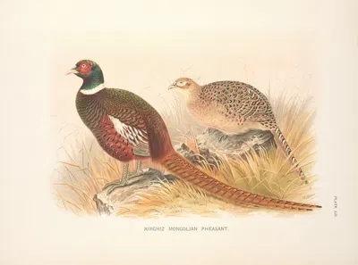 Kirghiz Mongolian Pheasant (Phasianus colchicus mongolicus). by Henry Jones, 1918-1922 — digital art print download