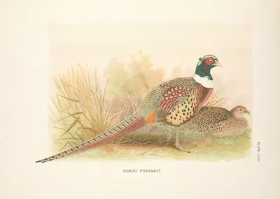 Kobdo Pheasant (Phasianus colchicus hagenbecki). by Henry Jones, 1918-1922 — digital art print download