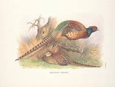 Kweichow Pheasant (Phasianus colchicus decollatus). by Henry Jones, 1918-1922 — digital art print download
