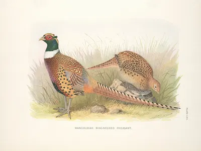 Manchurian Ring-necked Pheasant (Phasianus colchicus pallasi). by Henry Jones, 1918-1922 — digital art print download