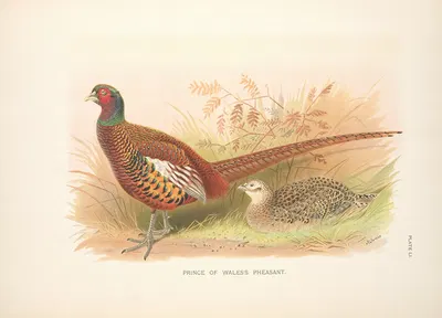 Prince of Wales's Pheasant (Phasianus colchicus principalis) by Henry Jones, 1918-1922 — digital art print download