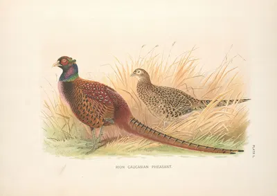 Rion Caucasian Phesant (Phasianus colchicus colchicus). by Henry Jones, 1918-1922 — digital art print download