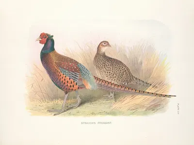 Strauch's Pheasant (Phasianus colchicus strauchi). by Henry Jones, 1918-1922 — digital art print download