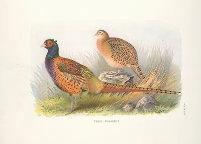 Tarim Pheasant (Phasianus colchicus tarimensis) by Henry Jones, 1918-1922 — digital art print download