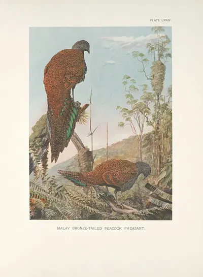 Malay Bronze-tailed Peacock Pheasant (Chalcurus inopinatus). by Луис Агаcсиз Фуэртес, 1918-1922 — digital art print download