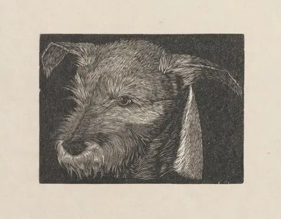 Head of 'Beauty' the dog by Виктория Горыńска, 1930 — digital art print download