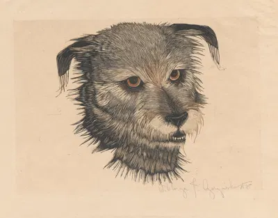 Head of 'Beauty' the dog by Виктория Горыńска, 1931 — digital art print download