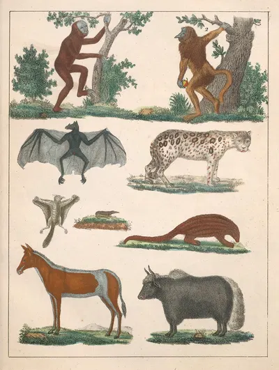 Natural History (Galerya obrazowa zwiérząt czyli Historya naturalna) Pl.02 by Anton Benedikt Reichenbach, 1839 — digital…
