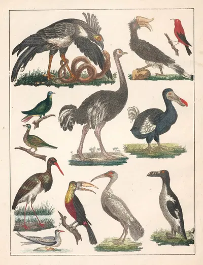Natural History (Galerya obrazowa zwiérząt czyli Historya naturalna) Pl.03 by Anton Benedikt Reichenbach, 1839 — digital…