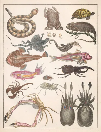 Natural History (Galerya obrazowa zwiérząt czyli Historya naturalna) Pl.04 by Anton Benedikt Reichenbach, 1839 — digital…