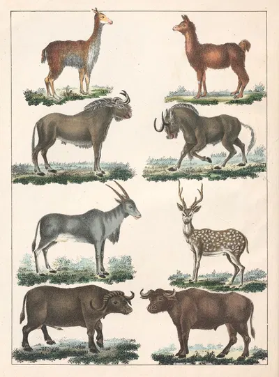 Natural History (Galerya obrazowa zwiérząt czyli Historya naturalna) Pl.05 by Anton Benedikt Reichenbach, 1839 — digital…