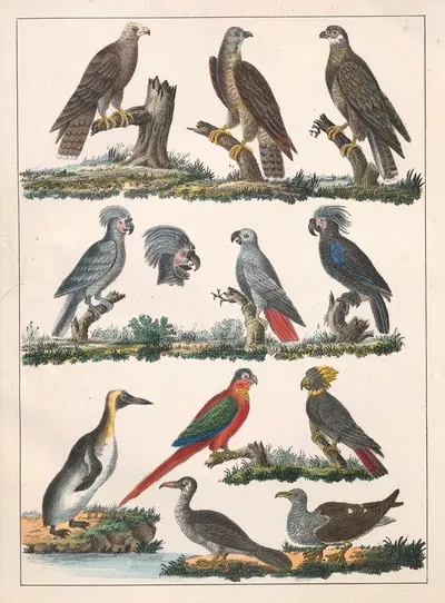 Natural History (Galerya obrazowa zwiérząt czyli Historya naturalna) Pl.06 by Anton Benedikt Reichenbach, 1839 — digital…