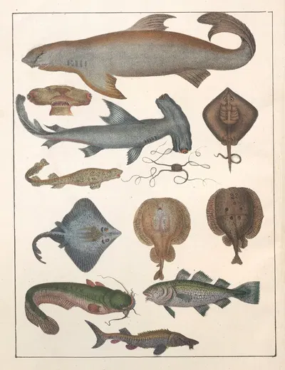 Natural History (Galerya obrazowa zwiérząt czyli Historya naturalna) Pl.07 by Anton Benedikt Reichenbach, 1839 — digital…