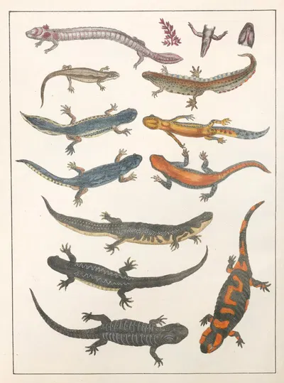 Natural History (Galerya obrazowa zwiérząt czyli Historya naturalna) Pl.11 by Anton Benedikt Reichenbach, 1839 — digital…
