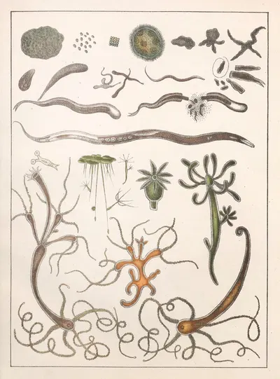 Natural History (Galerya obrazowa zwiérząt czyli Historya naturalna) Pl.12 by Anton Benedikt Reichenbach, 1839 — digital…