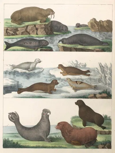 Natural History (Galerya obrazowa zwiérząt czyli Historya naturalna) Pl.13 by Anton Benedikt Reichenbach, 1839 — digital…