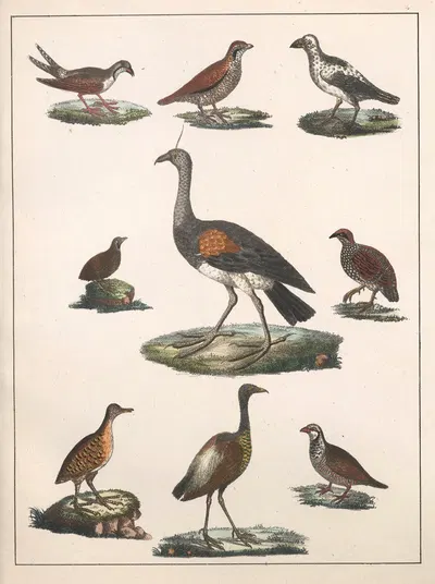 Natural History (Galerya obrazowa zwiérząt czyli Historya naturalna) Pl.18 by Anton Benedikt Reichenbach, 1839 — digital…