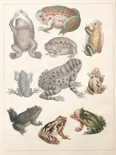 Natural History (Galerya obrazowa zwiérząt czyli Historya naturalna) Pl.19 by Anton Benedikt Reichenbach, 1839 — digital…