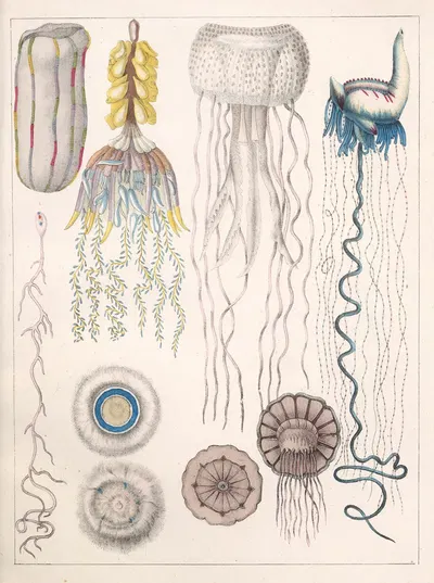 Natural History (Galerya obrazowa zwiérząt czyli Historya naturalna) Pl.20 by Anton Benedikt Reichenbach, 1839 — digital…