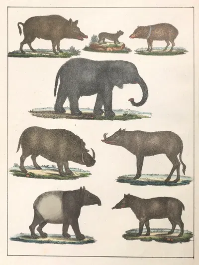 Natural History (Galerya obrazowa zwiérząt czyli Historya naturalna) Pl.21 by Anton Benedikt Reichenbach, 1839 — digital…