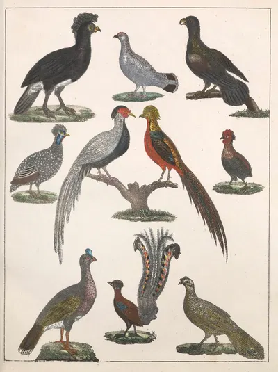 Natural History (Galerya obrazowa zwiérząt czyli Historya naturalna) Pl.22 by Anton Benedikt Reichenbach, 1839 — digital…